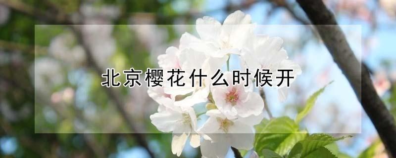 北京樱花什么时候开 北京樱花什么时候开花2020