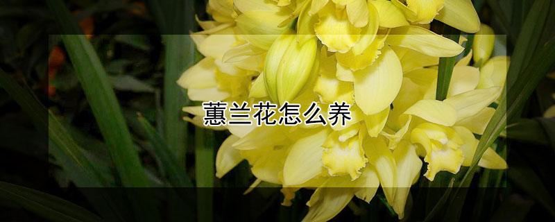 蕙兰花怎么养 蕙兰花怎么养护