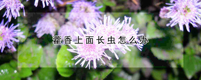藿香上面长虫怎么办(藿香招虫子吗)