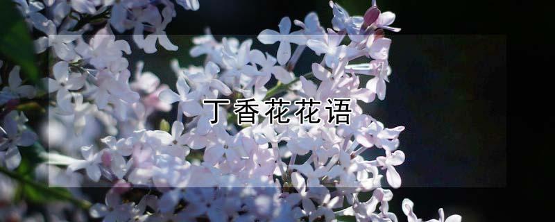 丁香花花语（紫色丁香花花语）