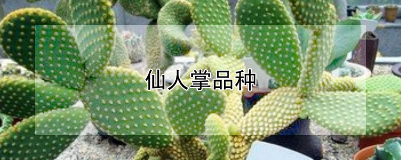 仙人掌品种(开花的仙人掌品种)