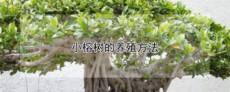 小榕树的养殖方法 盆栽小榕树的养殖方法