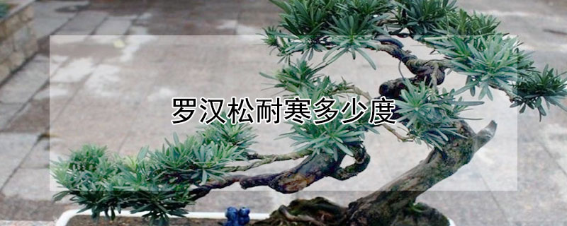 罗汉松耐寒多少度（罗汉松耐寒最低温度）