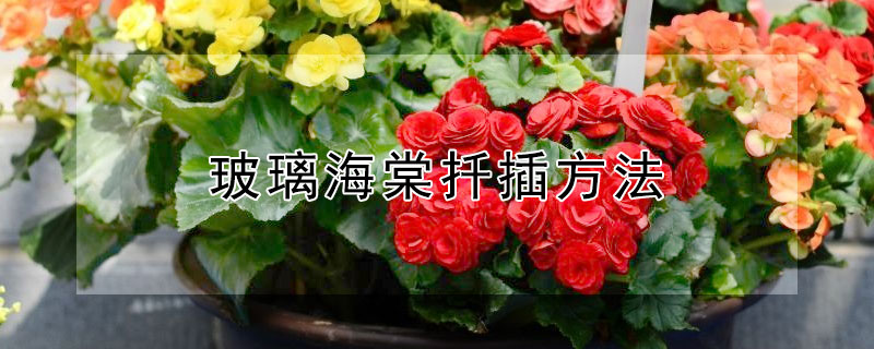 玻璃海棠扦插方法（玻璃海棠怎么扦插）