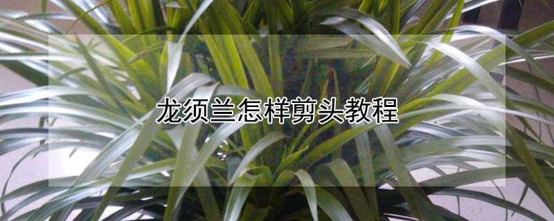 龙须兰怎样剪头教程 龙须怎样剪才好看