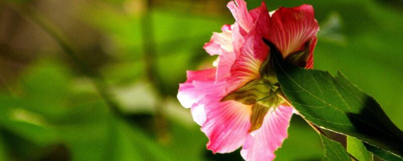 芙蓉花的寓意和象征 芙蓉花象征着什么意义