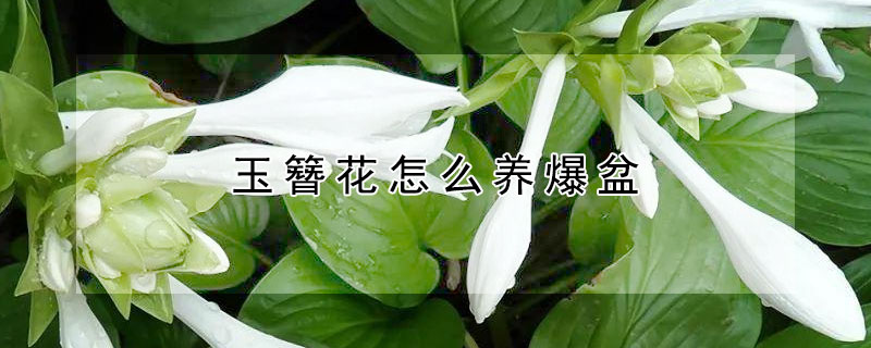 玉簪花怎么养爆盆（玉簪花用多深的盆养殖）