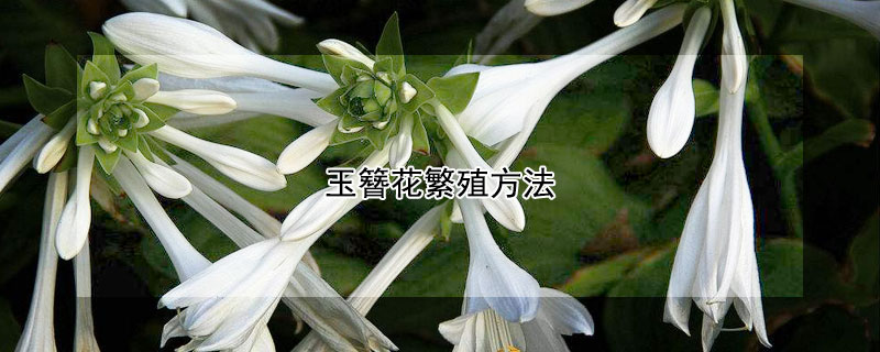 玉簪花繁殖方法（玉簪花怎么移植）