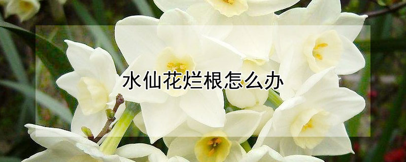 水仙花烂根怎么办（水仙花烂根了还有救吗）