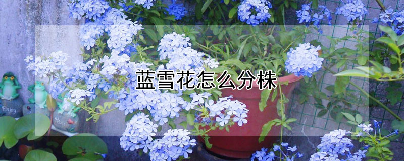 蓝雪花怎么分株（蓝雪花怎样分株）