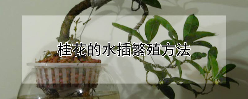 桂花的水插繁殖方法（桂花水培扦插方法图解）