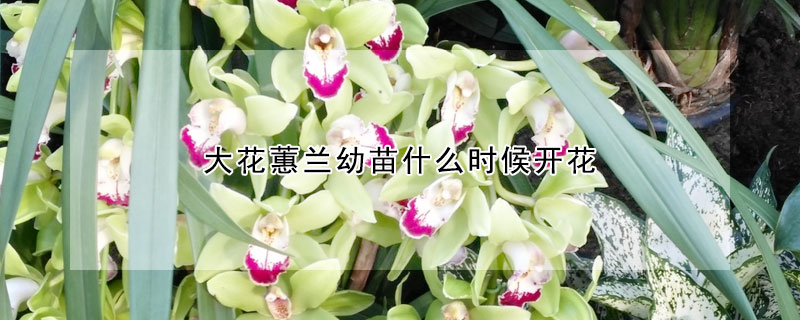 大花蕙兰幼苗什么时候开花（大花蕙兰什么时候出花芽）