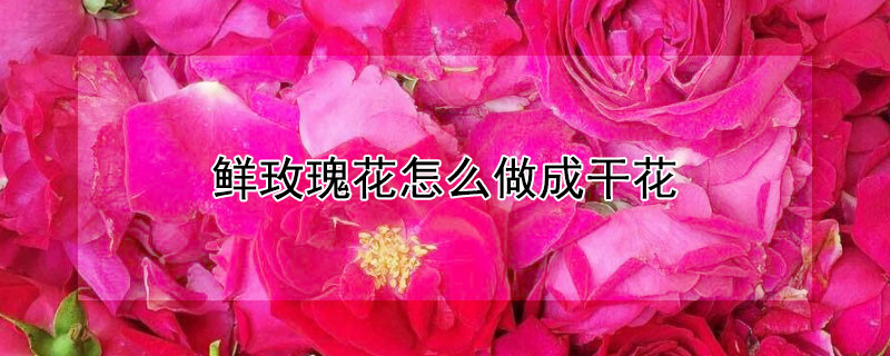 鲜玫瑰花怎么做成干花 鲜玫瑰花怎么做成干花泡水喝