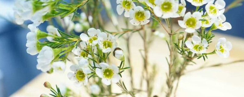 澳梅花花语的意思 澳腊梅花语