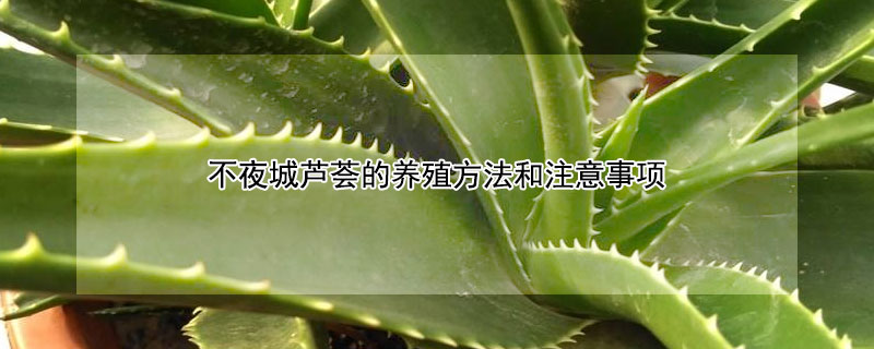 不夜城芦荟的养殖方法和注意事项(不夜城芦荟种植方法)