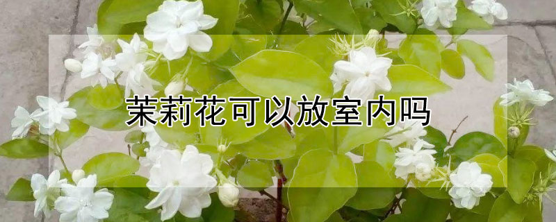 茉莉花可以放室内吗（茉莉花可以放室内吗有毒吗）