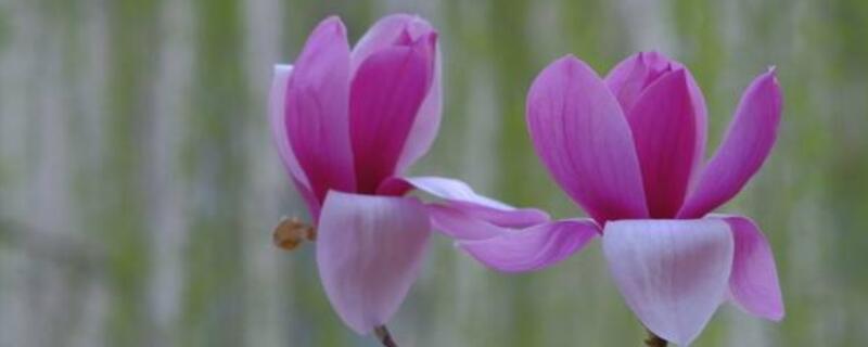 紫色玉兰花的寓意（紫色玉兰花的寓意和象征）