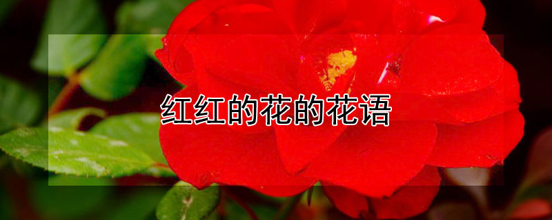 红红的花的花语（红花的花语是什么）