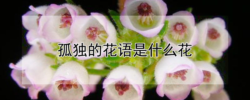 孤独的花语是什么花（孤独 花语）