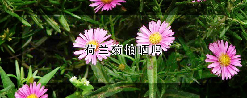 荷兰菊怕晒吗（荷兰菊可以暴晒吗）