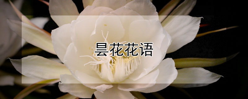 昙花花语（昙花的花语和传说）