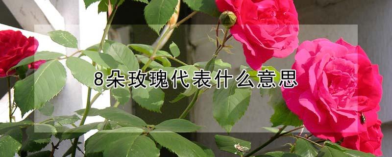 8朵玫瑰代表什么意思（888朵玫瑰代表什么意思）