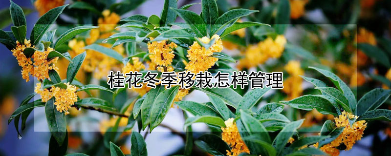 桂花冬季移栽怎样管理（桂花冬季能移栽吗）