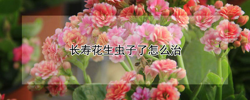 长寿花生虫子了怎么治(长寿花总生虫子怎么办)