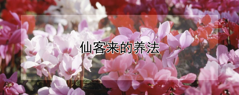 仙客来的养法（怎样养仙客来）