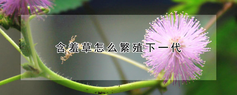 含羞草怎么繁殖下一代 含羞草是靠什么繁殖的