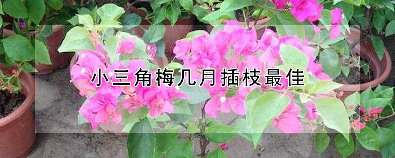 小三角梅几月插枝最佳（三角梅几月份插枝最好）