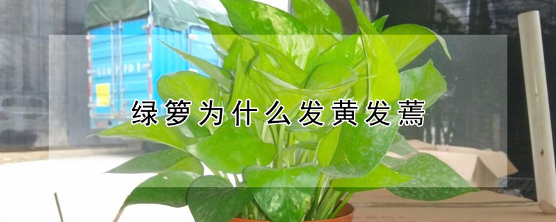 绿箩为什么发黄发蔫 绿萝发黄的原因