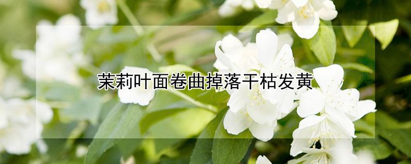 茉莉叶面卷曲掉落干枯发黄(茉莉叶子干枯脱落)