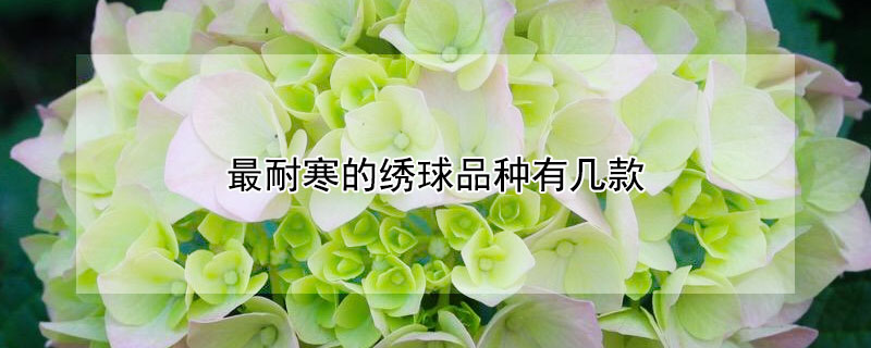 最耐寒的绣球品种有几款 最耐阴的绣球品种