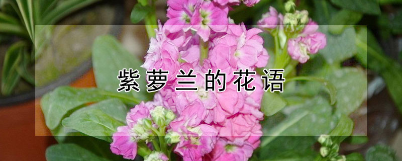 紫萝兰的花语（白色紫萝兰花语）