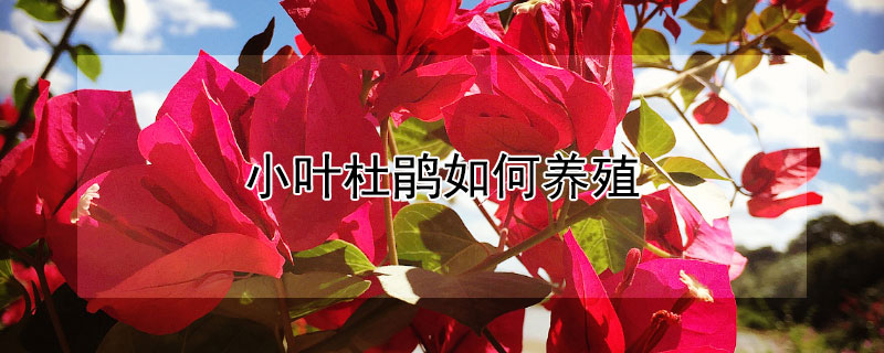 小叶杜鹃如何养殖（小杜鹃的养殖方法）