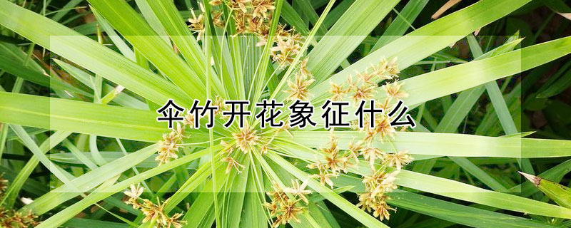 伞竹开花象征什么 花伞有什么寓意