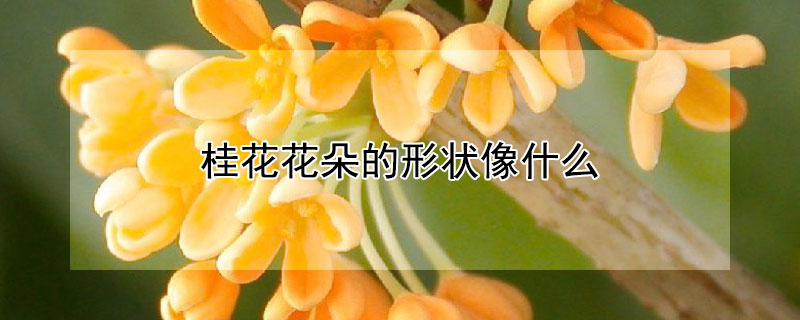 桂花花朵的形状像什么 桂花的形状有哪些?