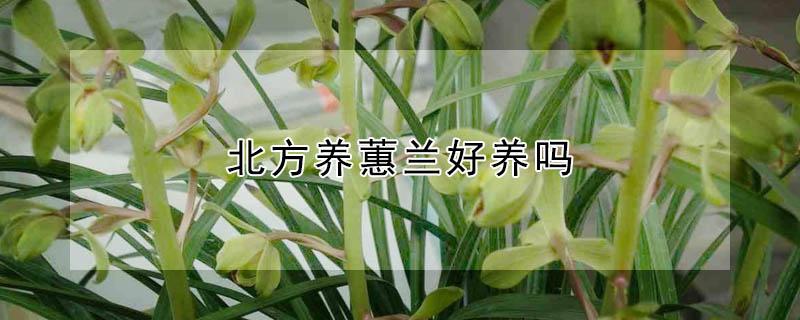 北方养蕙兰好养吗 北方适合养蕙兰吗