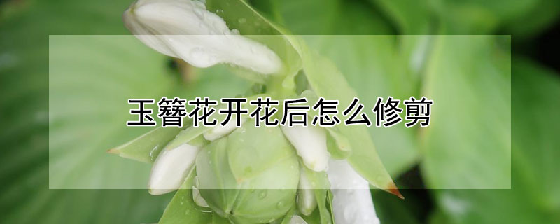 玉簪花开花后怎么修剪 玉簪花开过花后要剪花枝吗