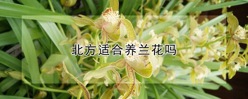 北方适合养兰花吗（北方适合养兰花吗?）
