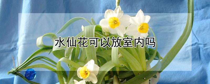 水仙花可以放室内吗(水仙花能否放室内)
