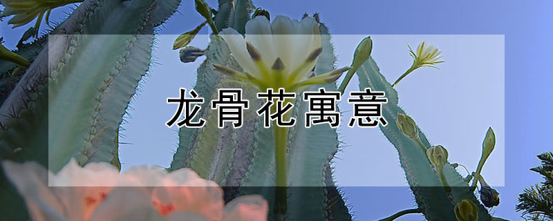 龙骨花寓意（龙骨花象征着什么）