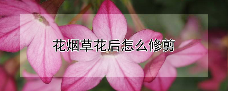 花烟草花后怎么修剪（怎样剪烟花）