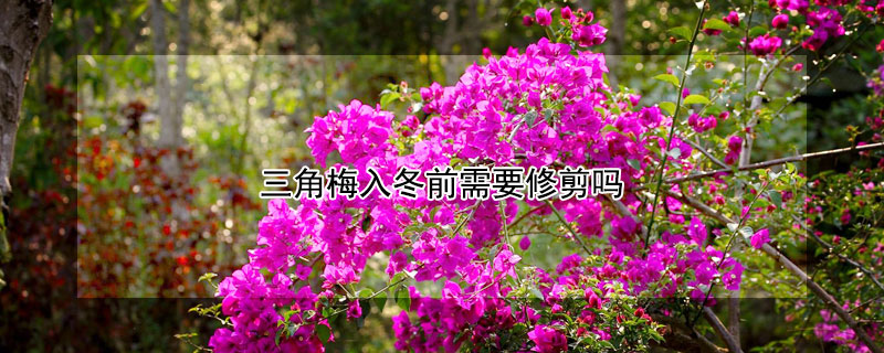 三角梅入冬前需要修剪吗（三角梅过冬前需要修剪吗）