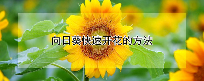 向日葵快速开花的方法（向日葵最快开花方法）