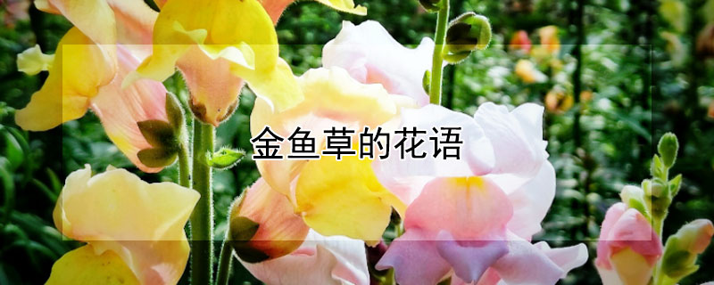 金鱼草的花语（金鱼草的花语是什么）