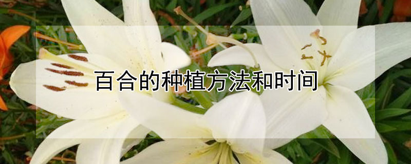 百合的种植方法和时间 香水百合的种植方法和时间