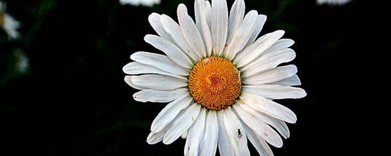 白色菊花花语（白色菊花花语是什么）