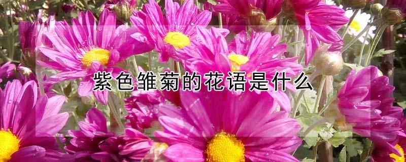 紫色雏菊的花语是什么（紫色雏菊花的花语是什么）